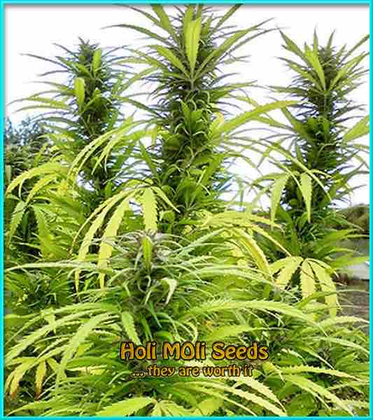 Colombian Gold cannabis strain photo