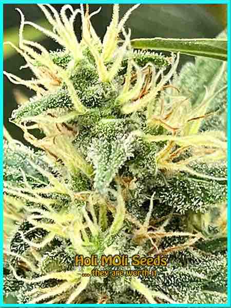Coma cannabis strain photo