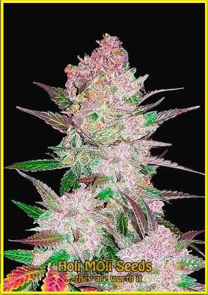 Cookies & Cream cannabis strain photo