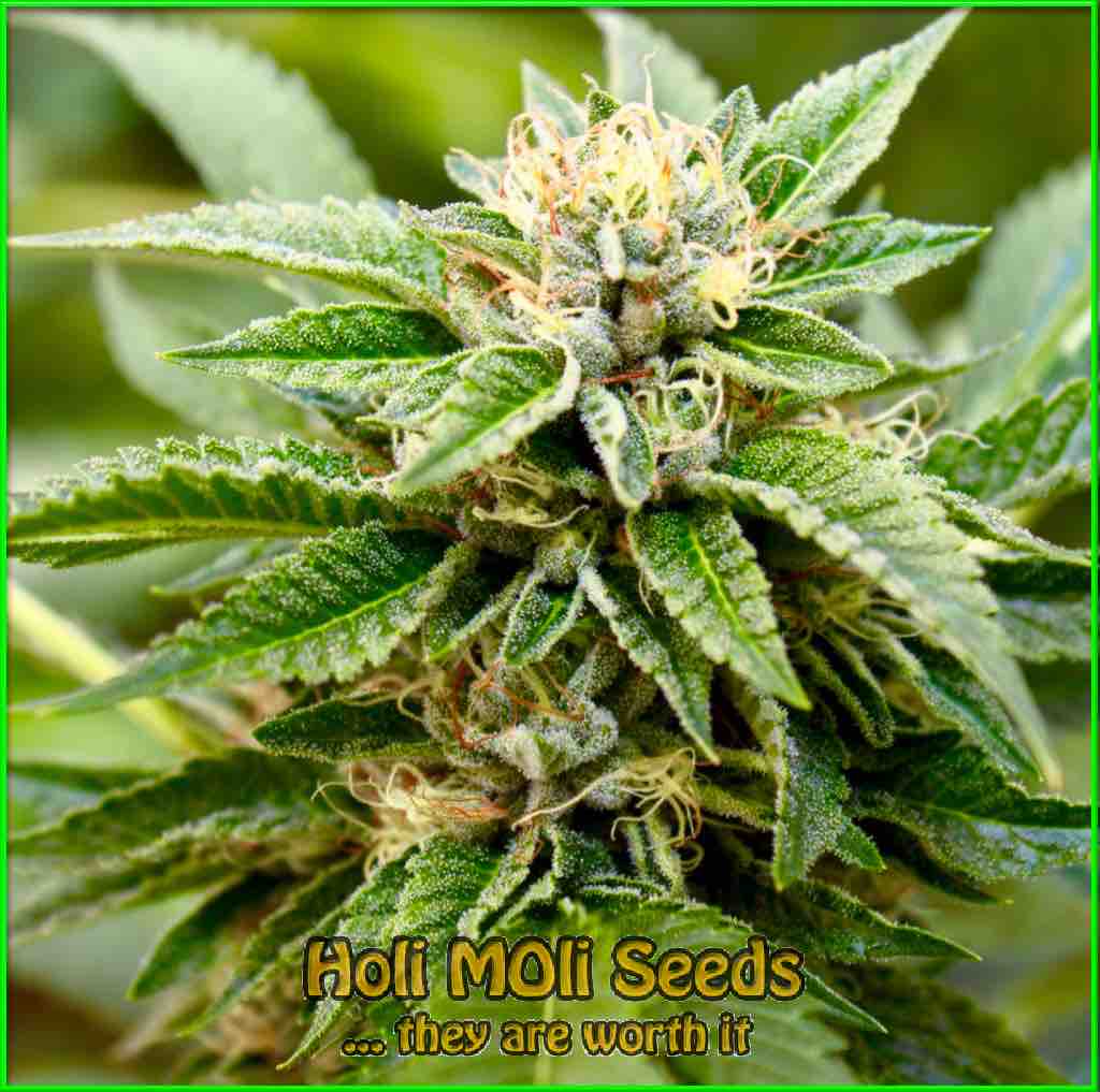 Cotton Candy cannabis strain photo