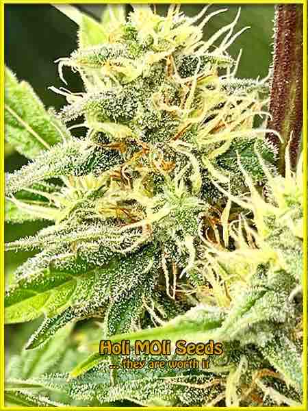 Critical 2.0 cannabis strain photo