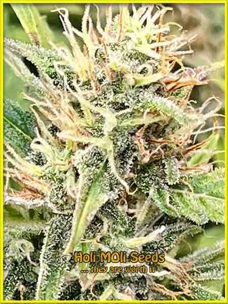Critical Kush cannabis strain photo