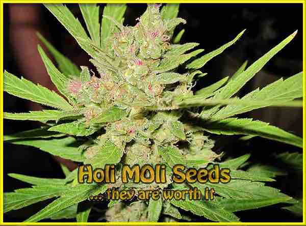 Critical Mass cannabis strain photo