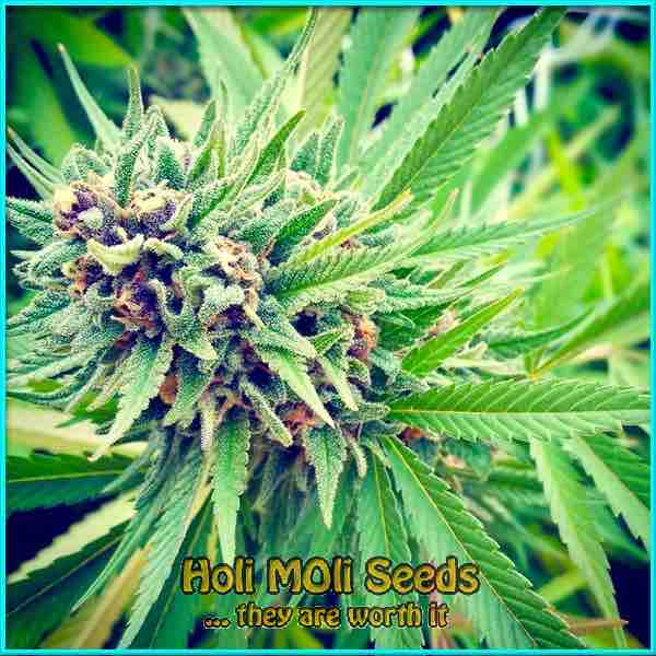 AK White Widow cannabis strain photo