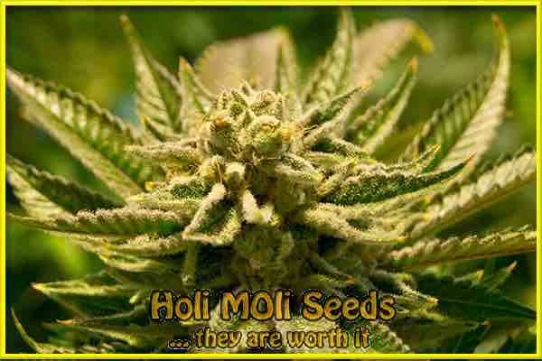 Cheesecake cannabis strain photo