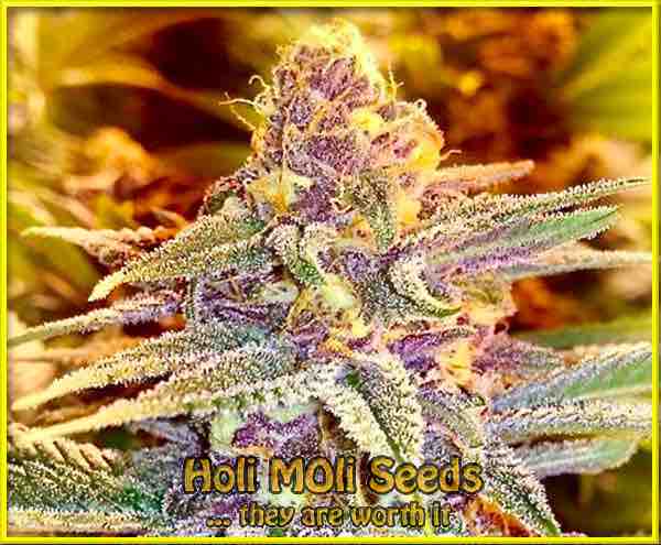 Cherry Alien cannabis strain photo