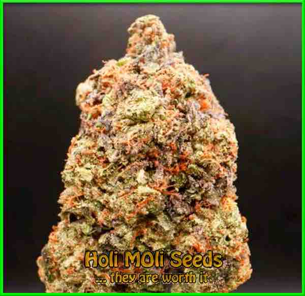 Cherry AK cannabis strain photo