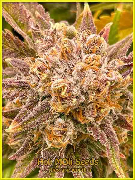 Cherry Gelato cannabis strain photo