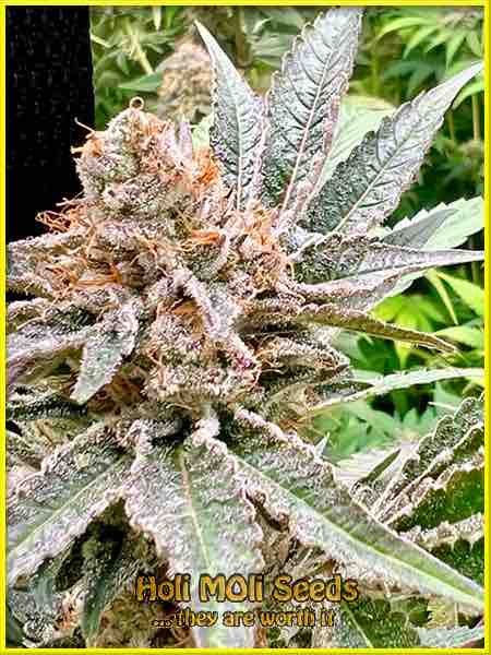 Cherry Wedding Cake cannabis strain photo