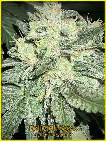 Cream cannabis strain photo