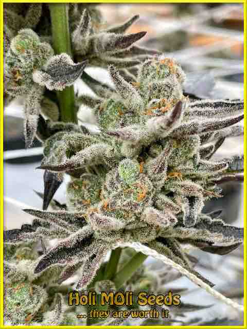 Critical Bilbo cannabis strain photo