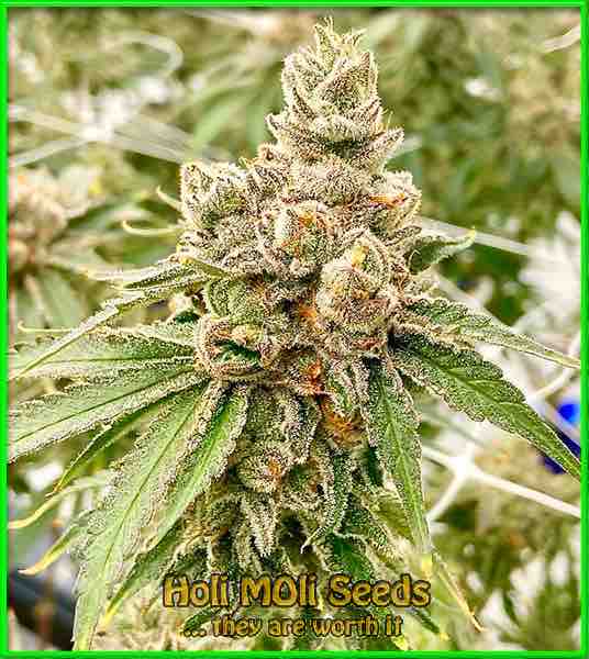 Critical x Gorilla Glue #4 cannabis strain photo