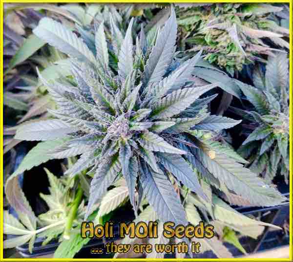 Dark Star cannabis strain photo