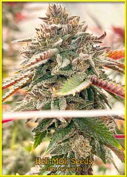 Deimos cannabis strain photo