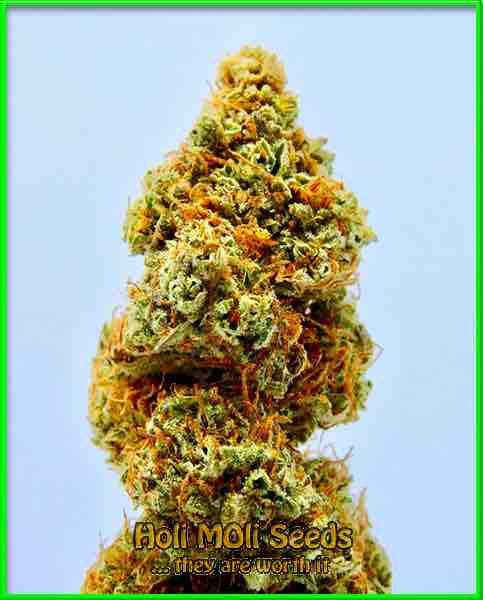 Devil XXL cannabis strain photo