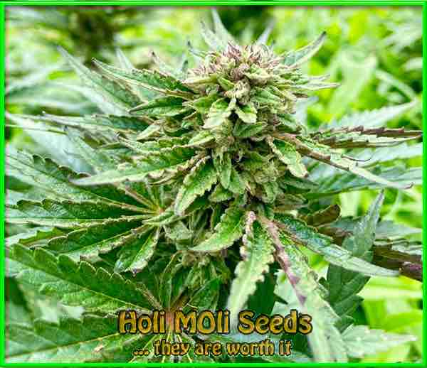 Grape Killer Haze cannabis strain photo