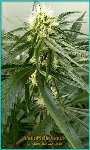 Haze XL cannabis strain photo