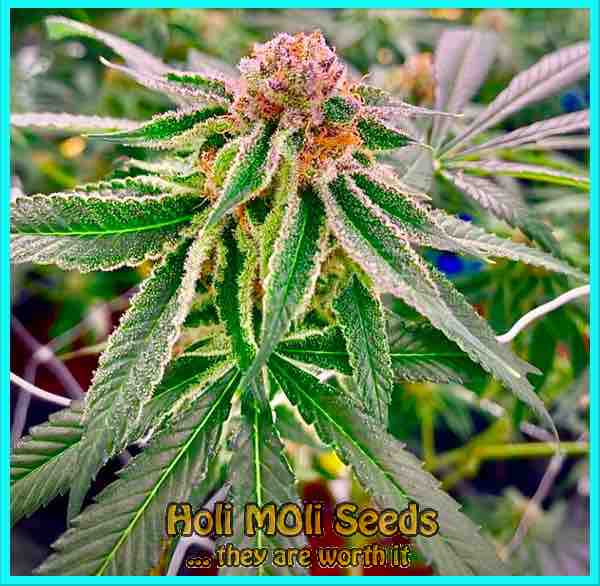 Haze cannabis strain photo