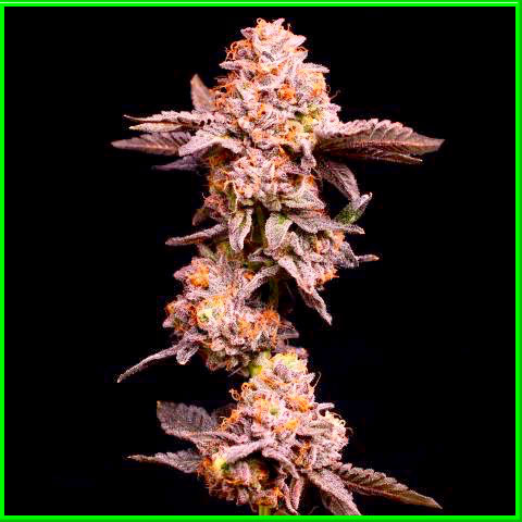 Kush XL cannabis strain photo