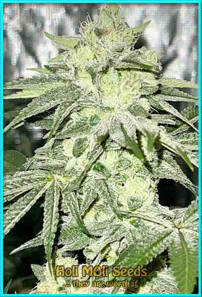 Lemon Haze cannabis strain photo