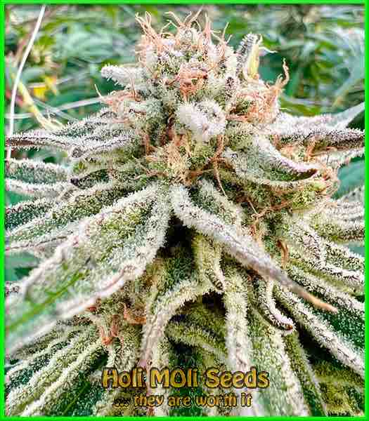 Magnum cannabis strain photo