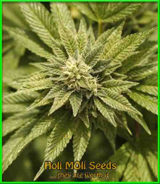 Mandarine cannabis strain photo