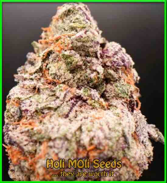 Maxigom cannabis strain photo