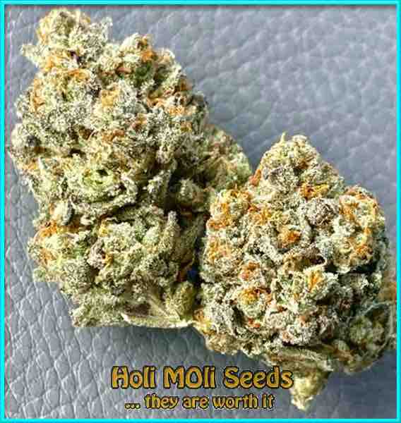 Mexican Red Hair cannabis strain photo