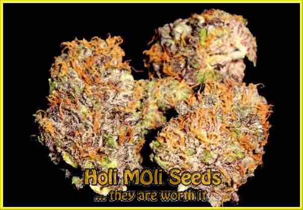 Purple Kush cannabis strain photo