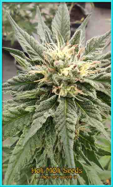 Quarter Pounder cannabis strain photo