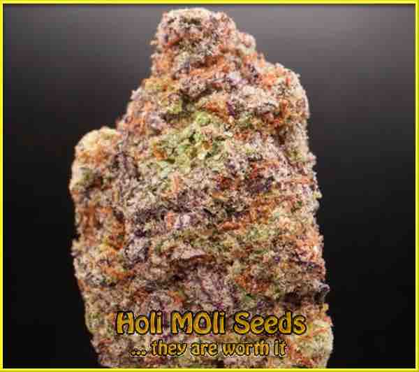 Stinky Widow cannabis strain photo