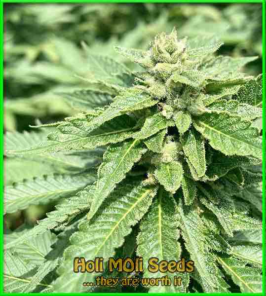 White Widow x Crystal Meth cannabis strain photo