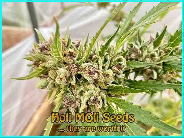 White Beast cannabis strain photo