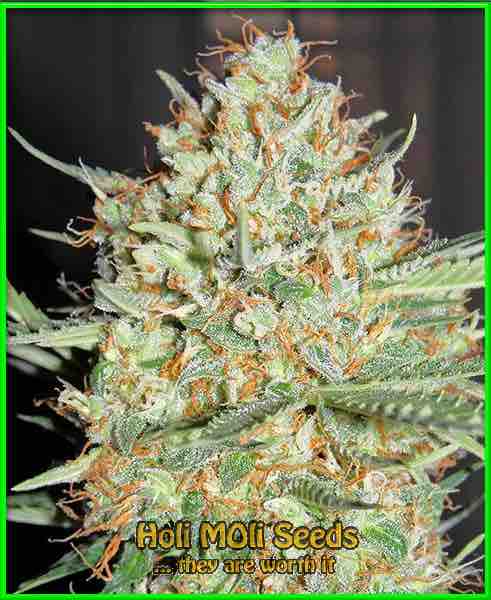 White Widow cannabis strain photo