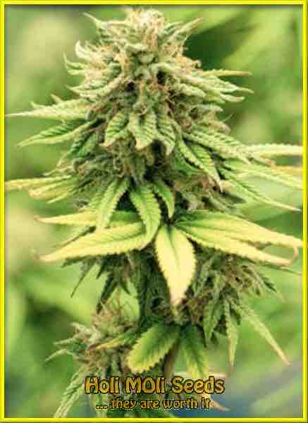 Death Star cannabis strain photo