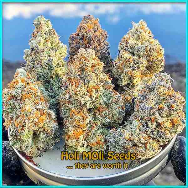 Diesel cannabis strain photo