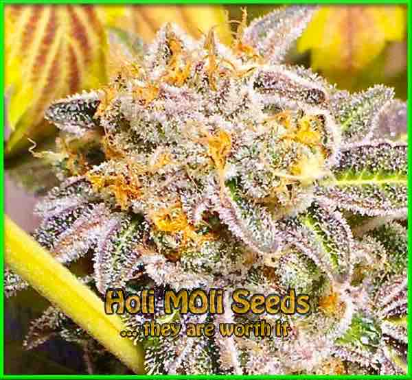 Do-Si-Dos cannabis strain photo
