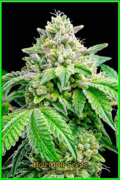 Dream Cake cannabis strain photo