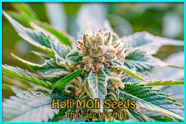 Dream Queen cannabis strain photo