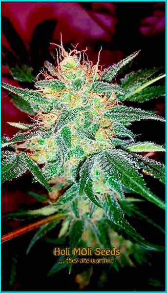 Durban Poison cannabis strain photo