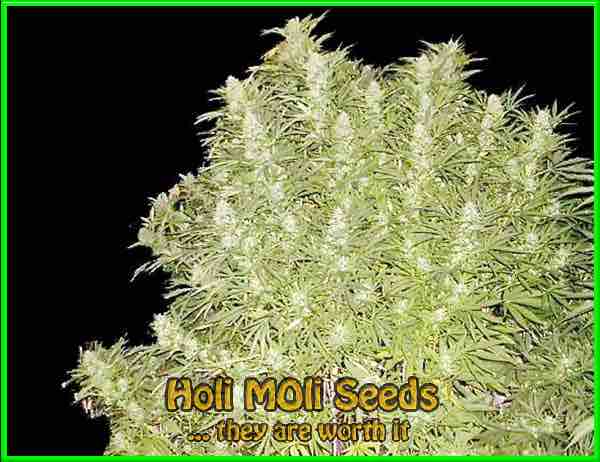 Early Skunk cannabis strain photo