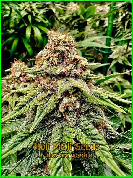 Exodus Cheese cannabis strain photo