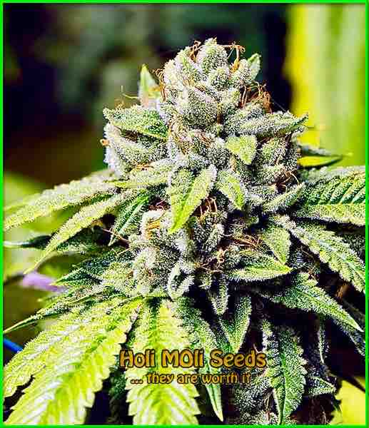 Fire Kush cannabis strain photo
