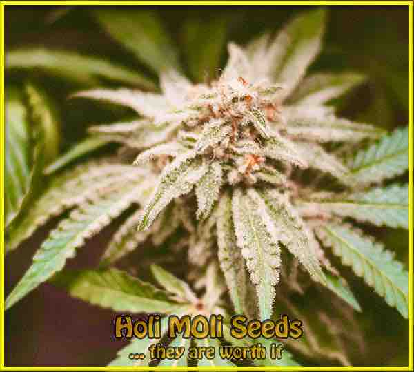 Florida Sundae cannabis strain photo
