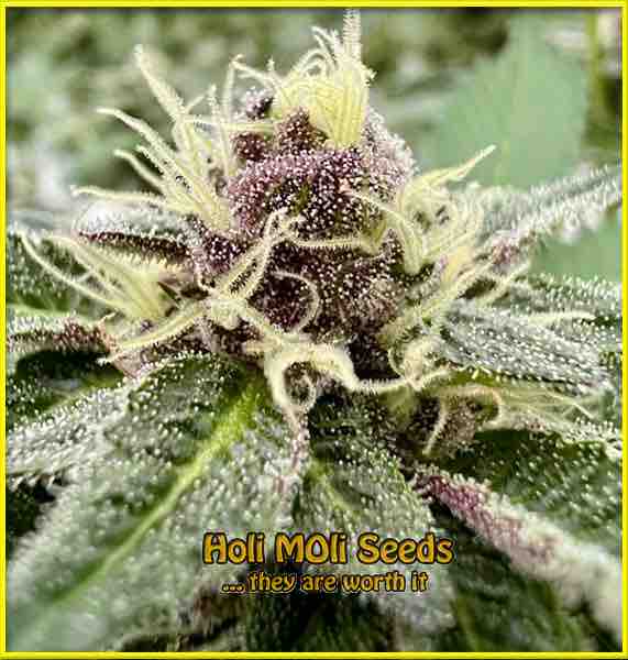 photo of forbidden-fruit feminized cannabis bud