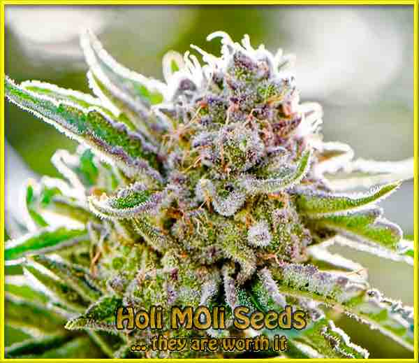 Forbidden Muffins cannabis strain photo