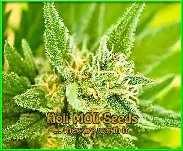 Fruity Pebbles cannabis strain photo