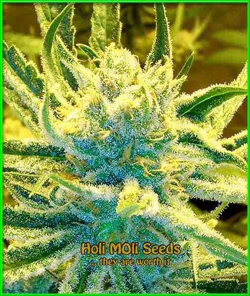 G-13 Haze cannabis strain photo