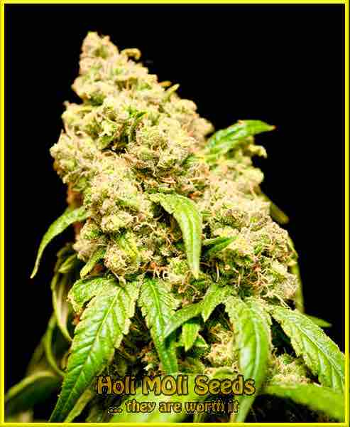 Garlic Breath cannabis strain photo