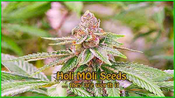 Gelato cannabis strain photo